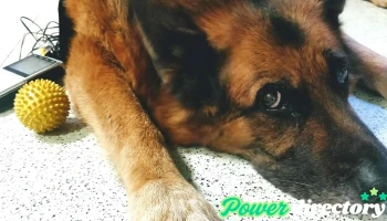 Acufisio - Acupuntura, Quiropraxia y Fisioterapia Veterinaria - Aguilar Y
