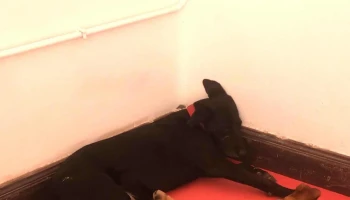 Veterinaria Eugenia Navarro Fisioterapia - Córdoba