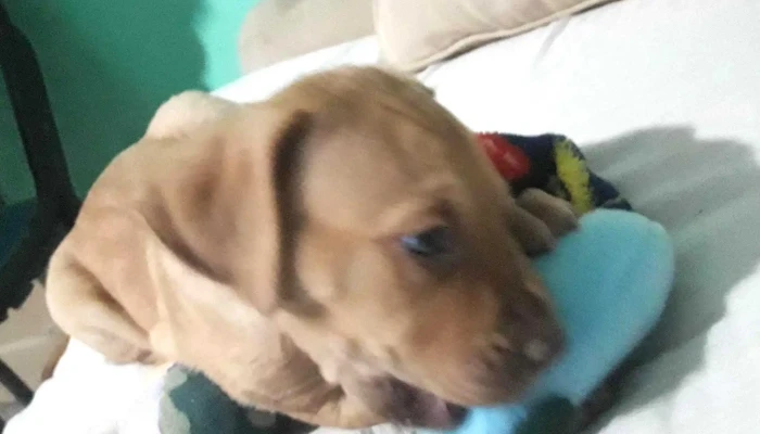 Clinica Veterinaria Olaen Zona - Rivadavia