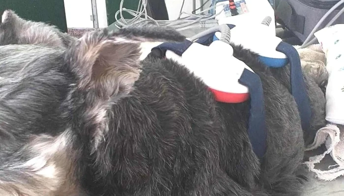 Kinesio Y Fisioterapia Animal -  Abierto Ahora - Resistencia