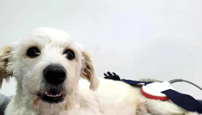 Kinesio Y Fisioterapia Animal -  Precios - Resistencia