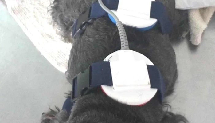 Kinesio Y Fisioterapia Animal -  Ubicacion - Resistencia