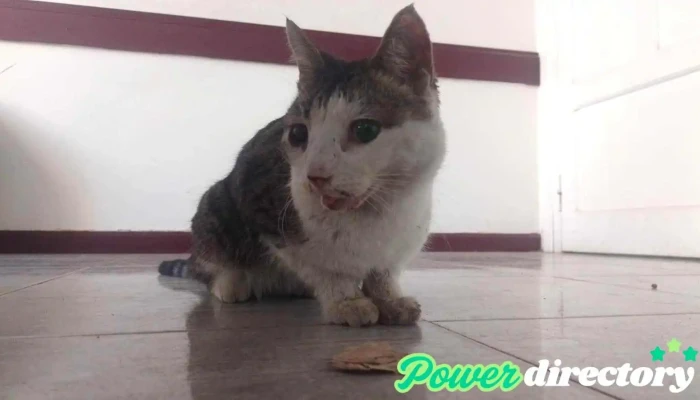 Ucivet -  Gato - San Luis