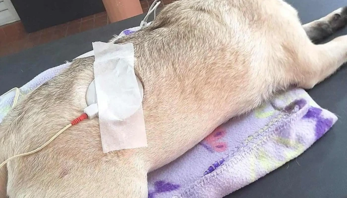 Veterinaria Sol Del Este Fisioterapia Y Nutricion Perro - Villa Carlos Paz