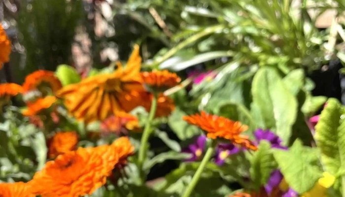 Vivero El Punteno Ferrarelli Como Llegar - La Punta
