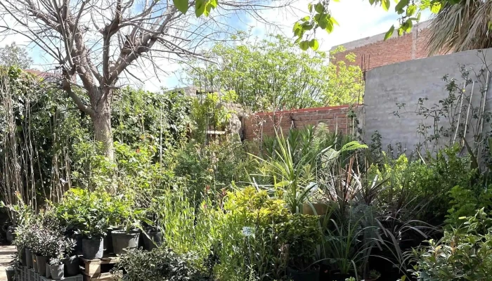 Vivero El Punteno Ferrarelli Opiniones - La Punta