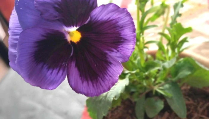 Vivero El Punteno Ferrarelli Videos - La Punta